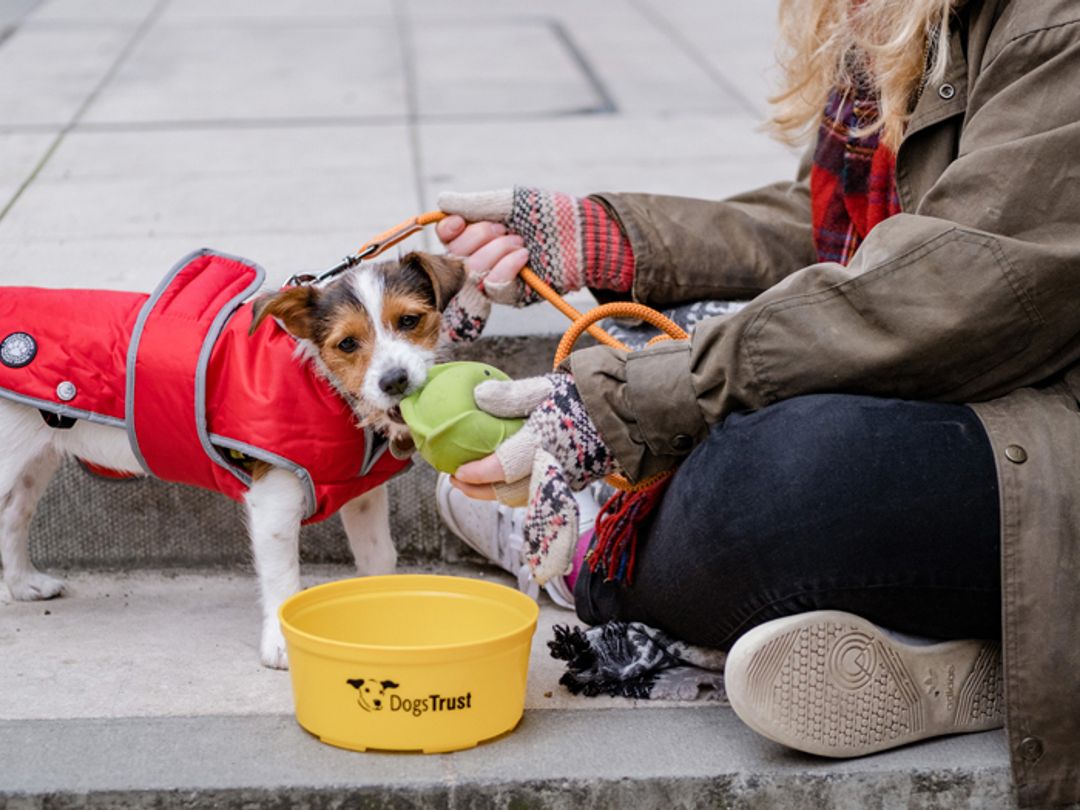 Dog with homeless person sitting on street