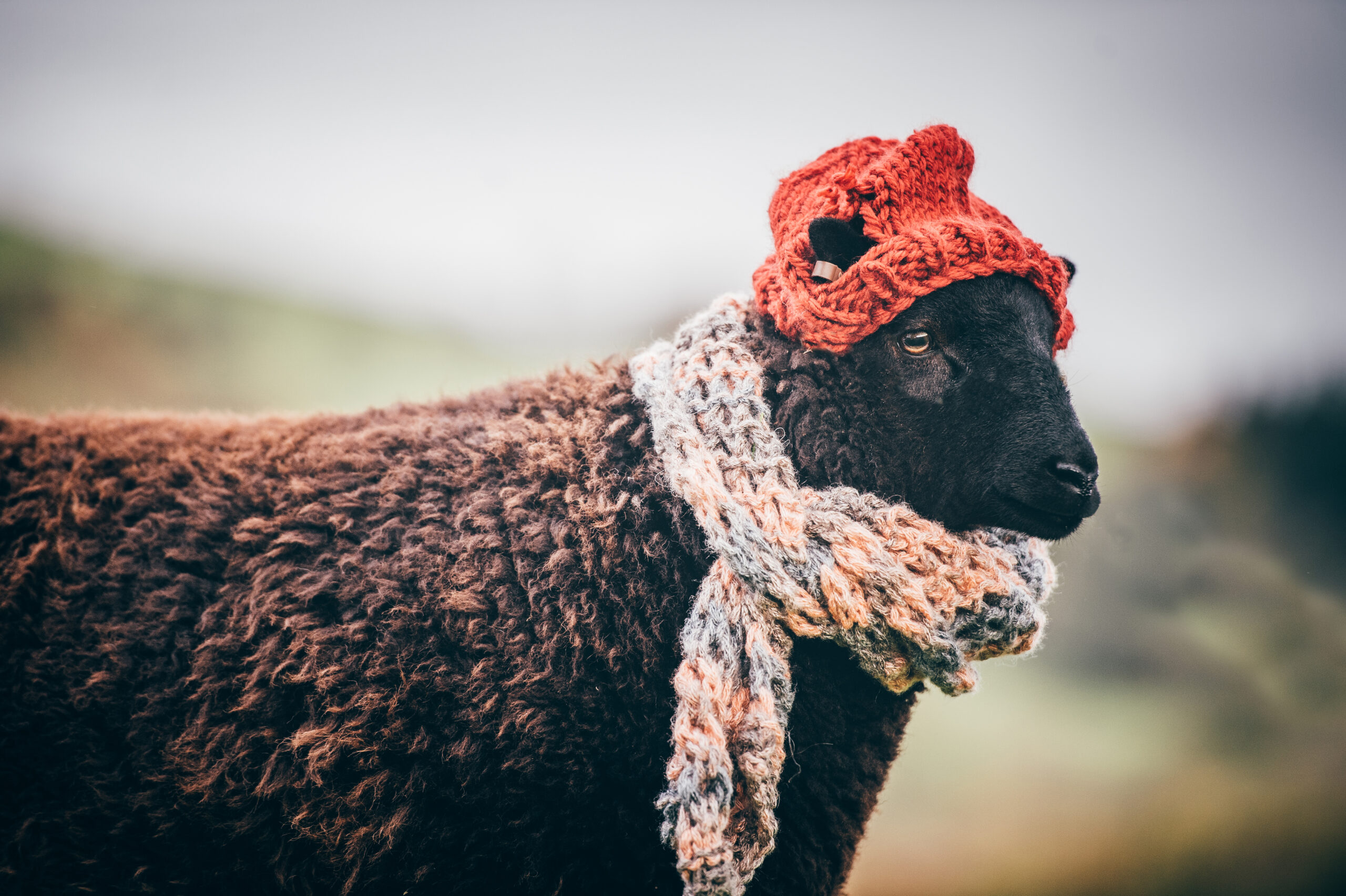 One Knit Wonder